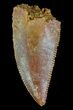 Serrated, Raptor Tooth - Morocco #72623-1